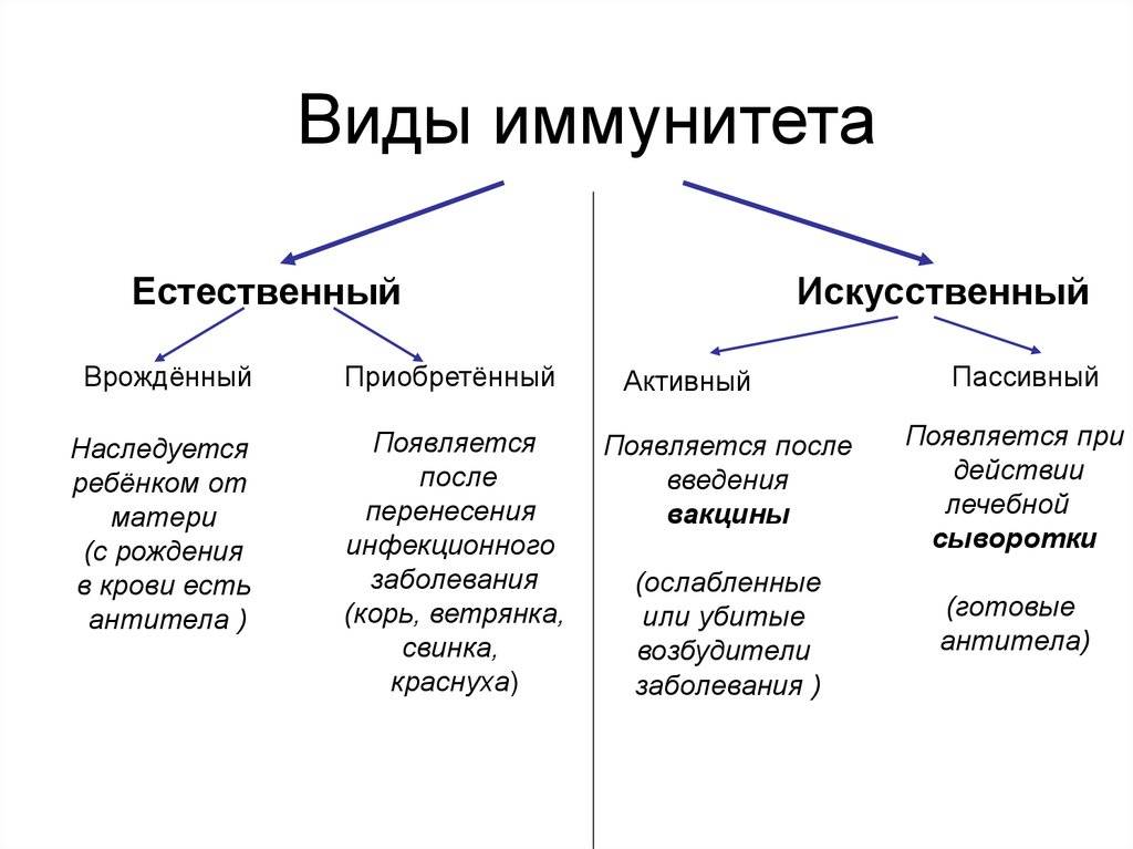Виды иммунитета: общие понятия об иммунной системе и классификация