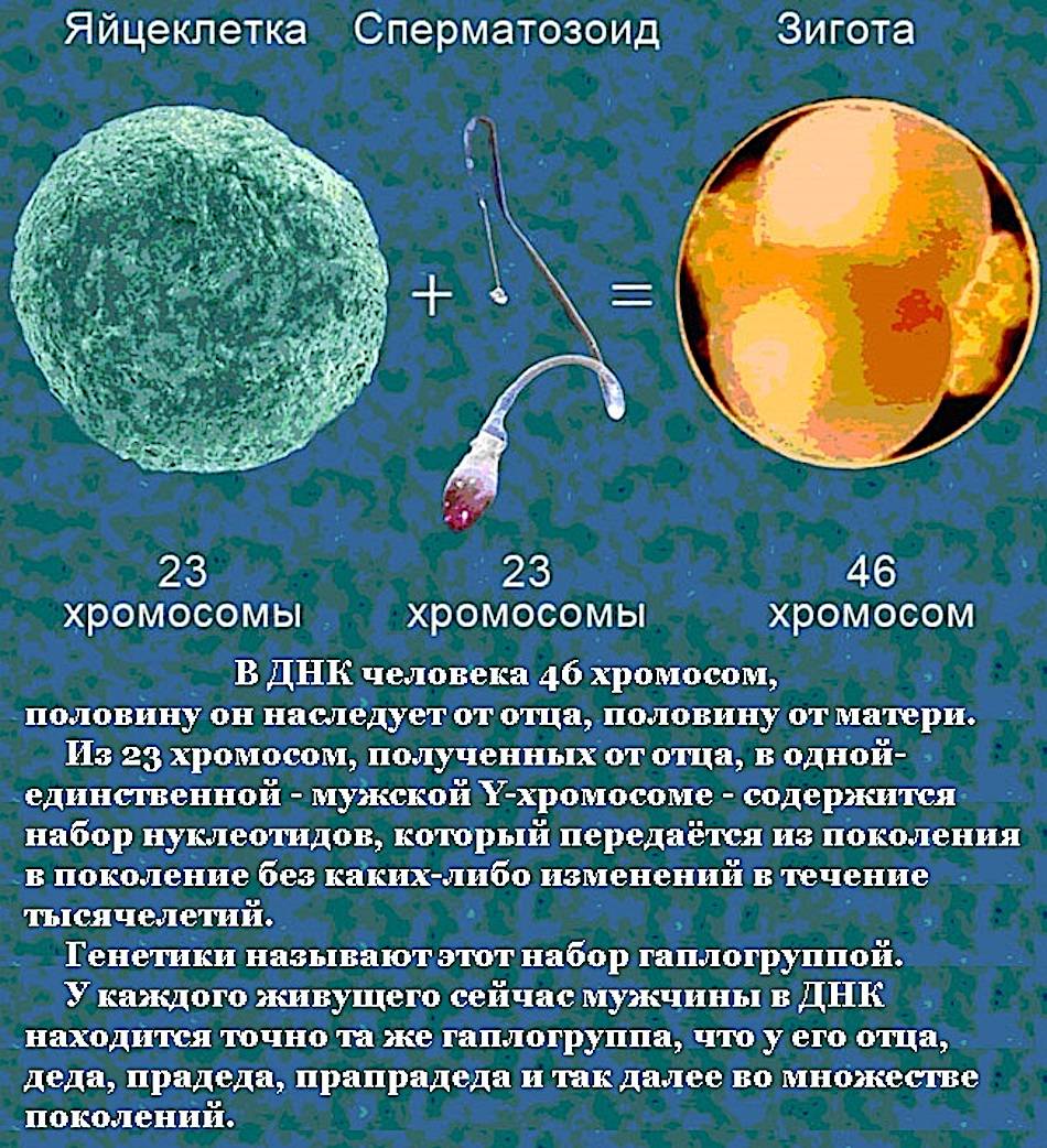 В чем разница между зиготой и эмбрионом? | матери сегодня