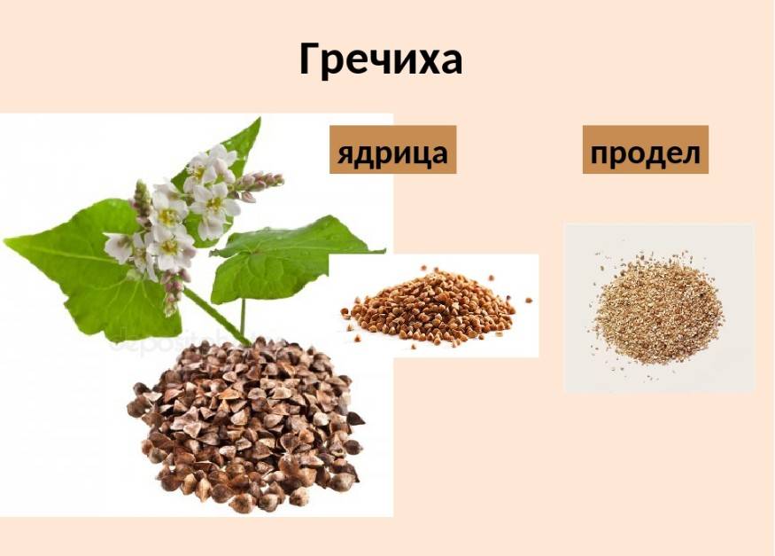 Гречневая крупа: состав, свойства, применение