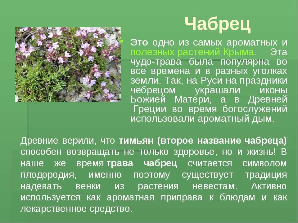 Чабрец - лечебные свойства и противопоказания