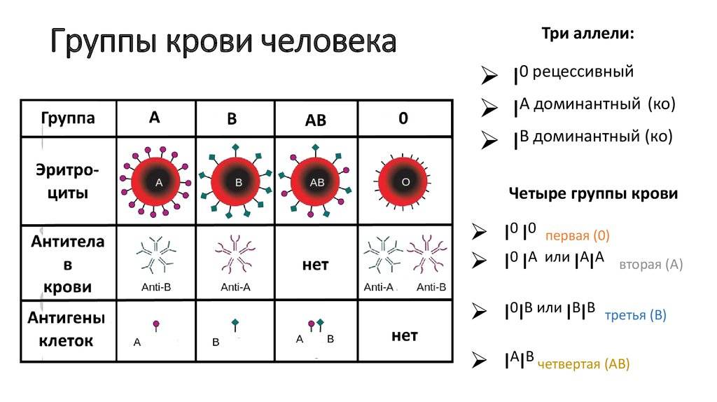 Какие группы крови бывают?
