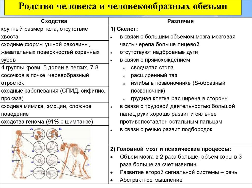 Различия между человеком и человекоподобной обезьяной: главные отличия, которые следует знать