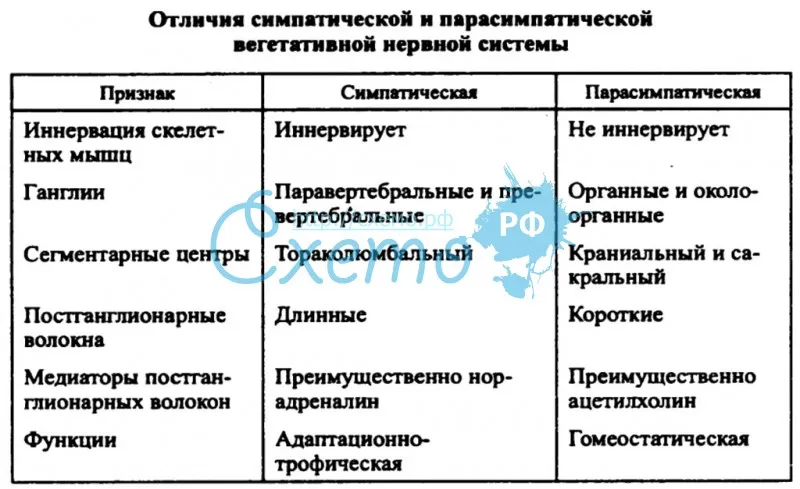 Что такое вегетативная нервная система?