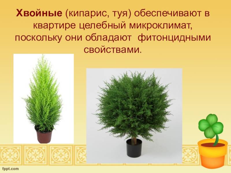 Как отличить кипарис от туи и можжевельника