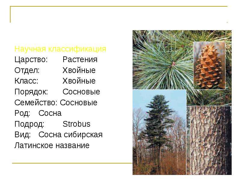 Как отличить маленькую сосну от кедра. разница между кедром и сосной