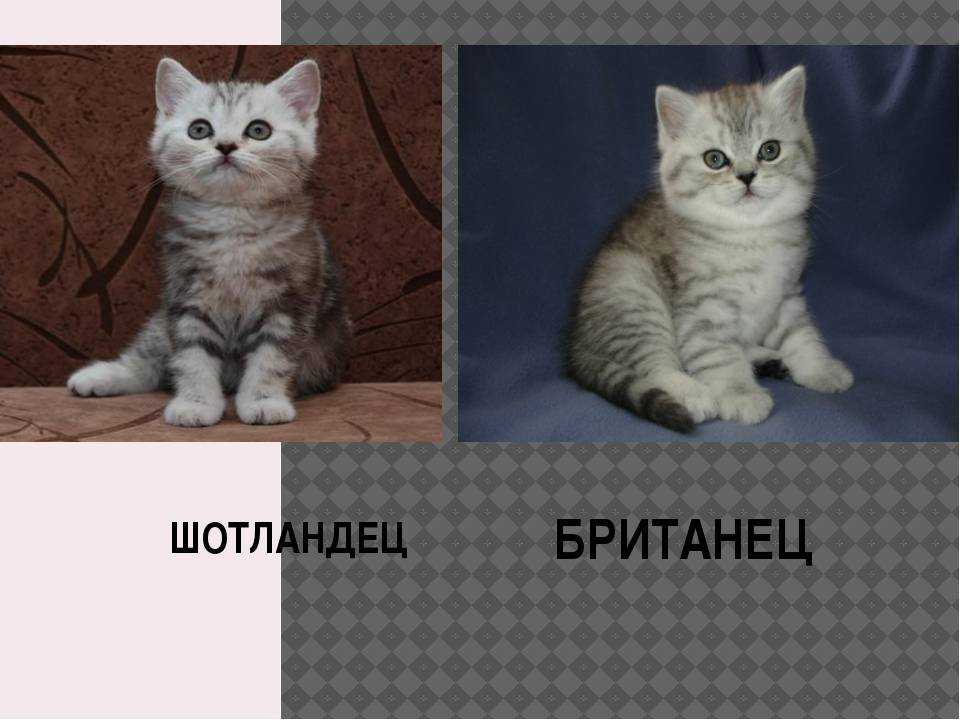 Отличие британских кошек от шотландских
