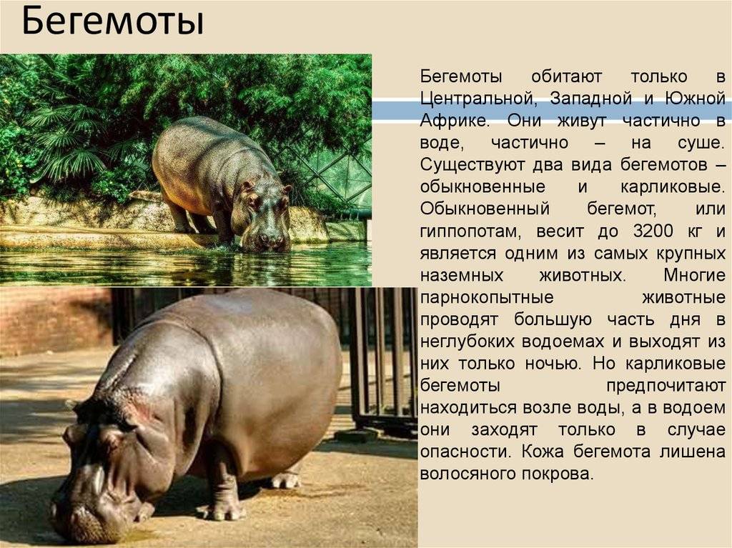В чем разница между гиппопотамом и бегемотом