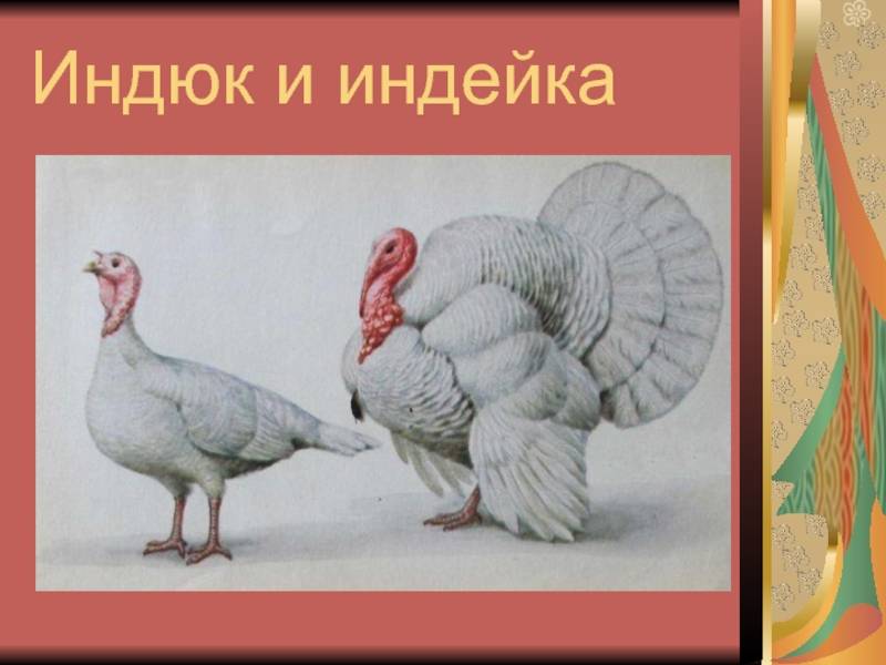 Как отличить индюшку (индейку) от индюка даже сразу после рождения: чем отличаются и как различить индюшат