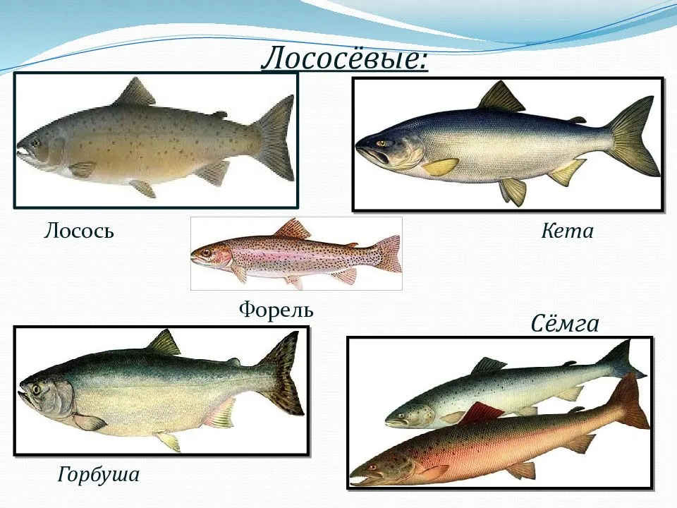 Что лучше – форель или семга (что жирнее, вкуснее и дороже), отличия