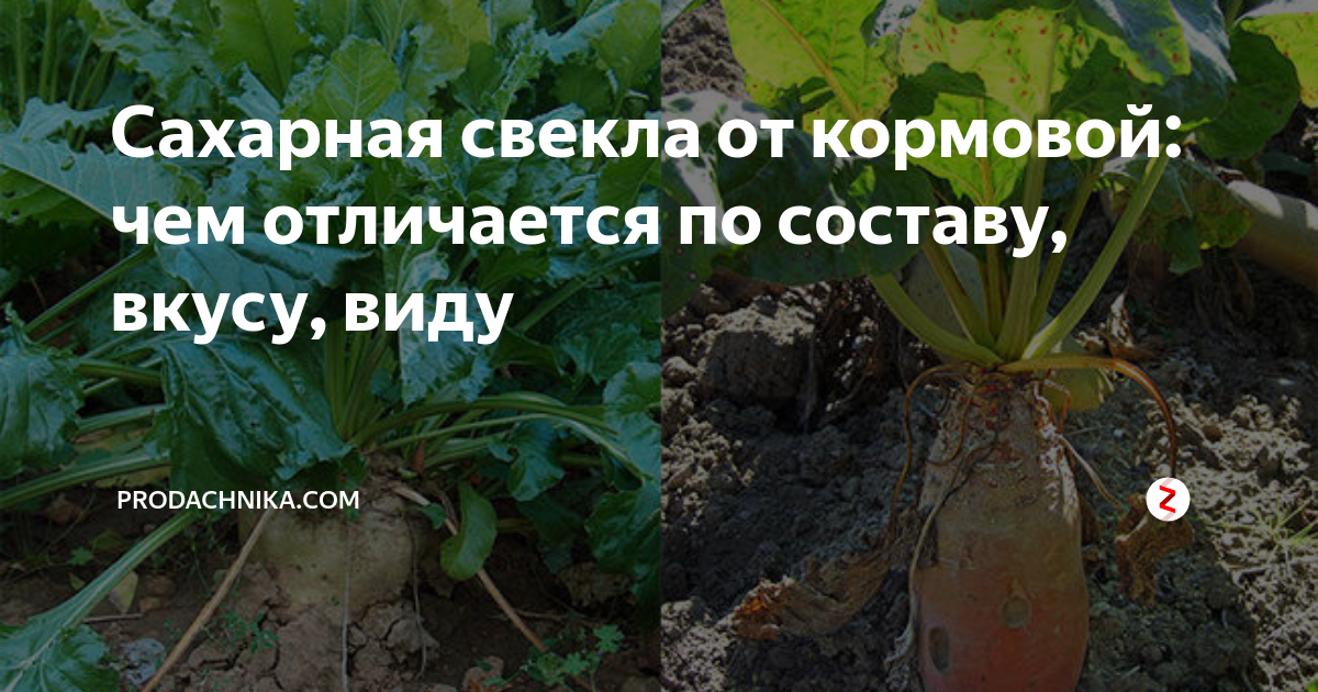 Отличия сахарной свеклы от кормовой: визуальные, по составу, вегетативной системе и требованиям к условиям выращивания