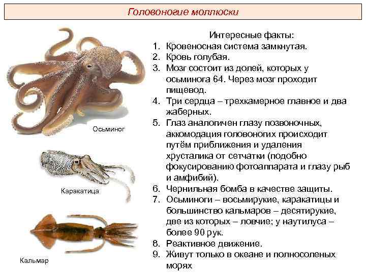 Тип моллюски