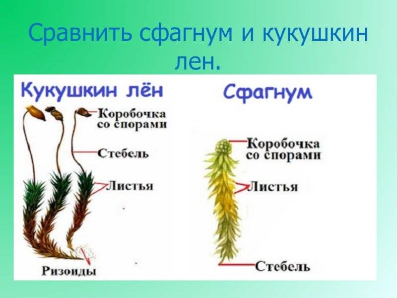 Сравнение сфагнума и кукушкиного льна: их сходства и различия