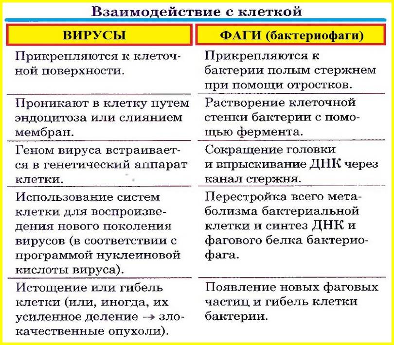 Отличия вирусной и бактериальной инфекции - медицинский центр в спб