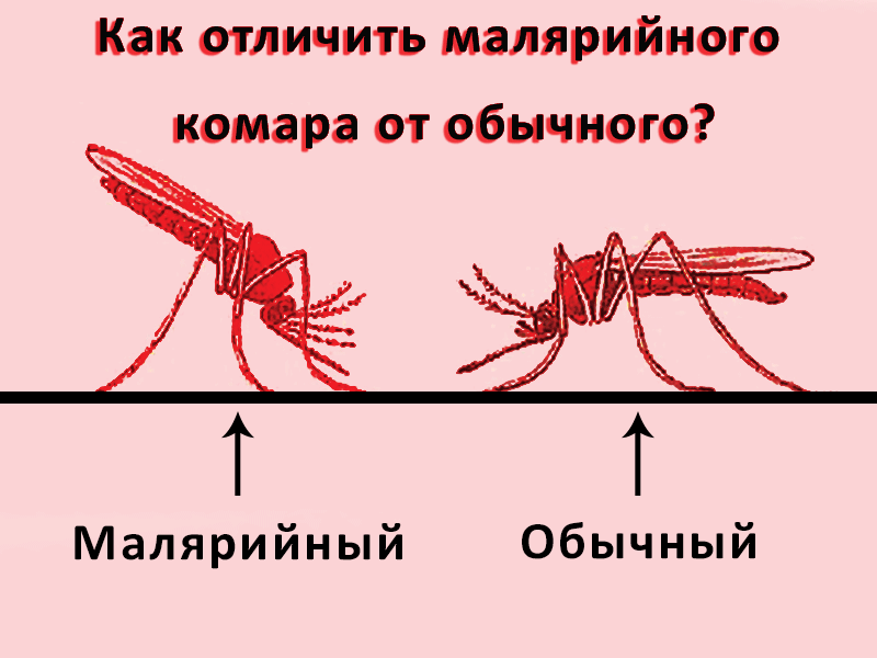 Интересные факты о строении комаров