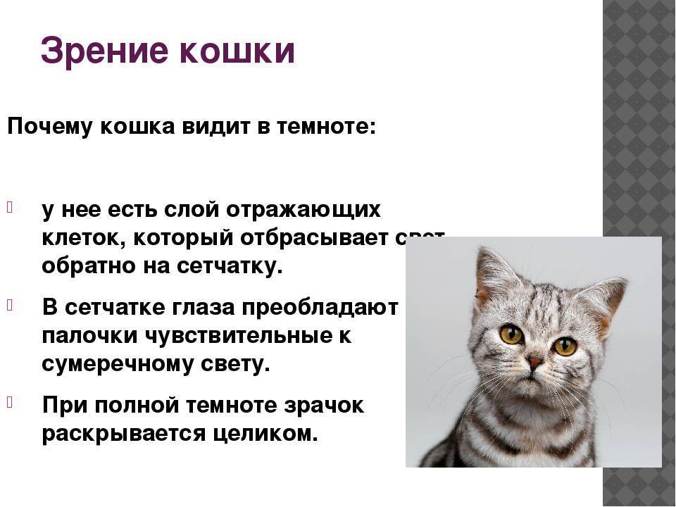Какие цвета видят кошки: особенности зрения кошачьих - animallist.ru