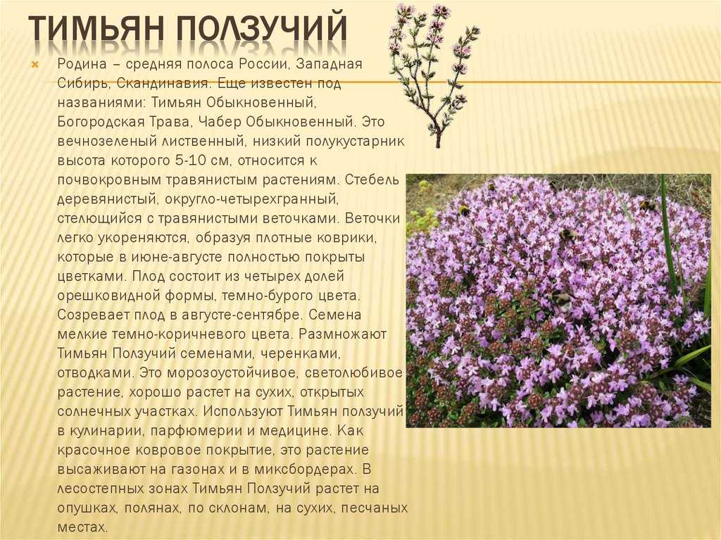 Тимьян: виды и сорта с описанием и фото