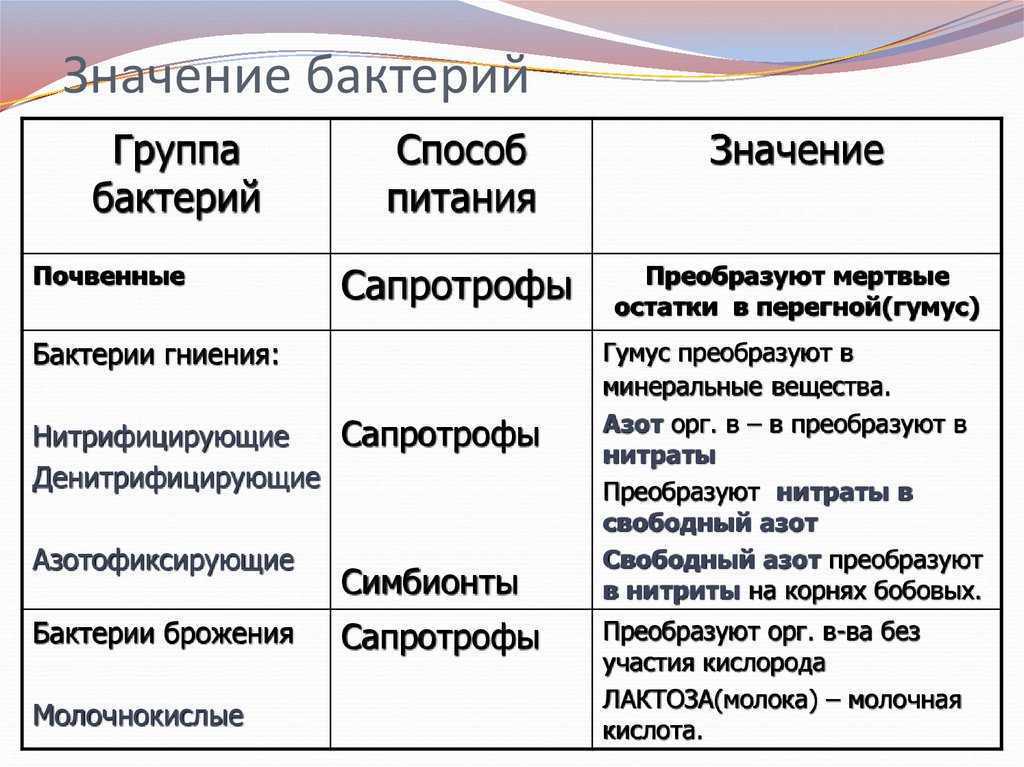Бактерии – кто это такие, какие у них отличительные признаки и какова их роль на планете земля