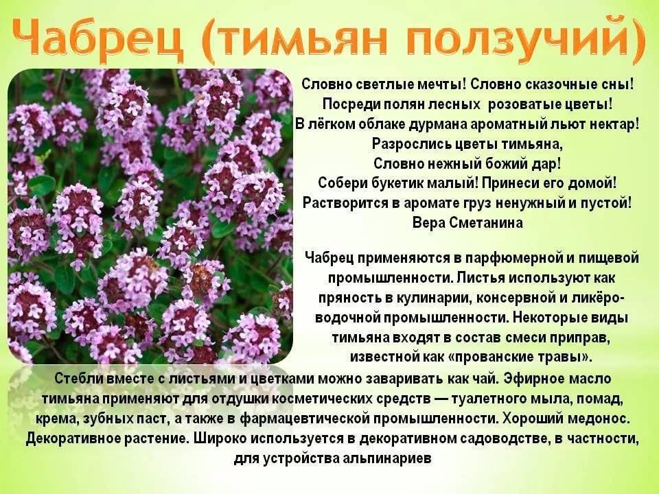 Что такое чабер, полезные свойства, применение приправы в кулинарии