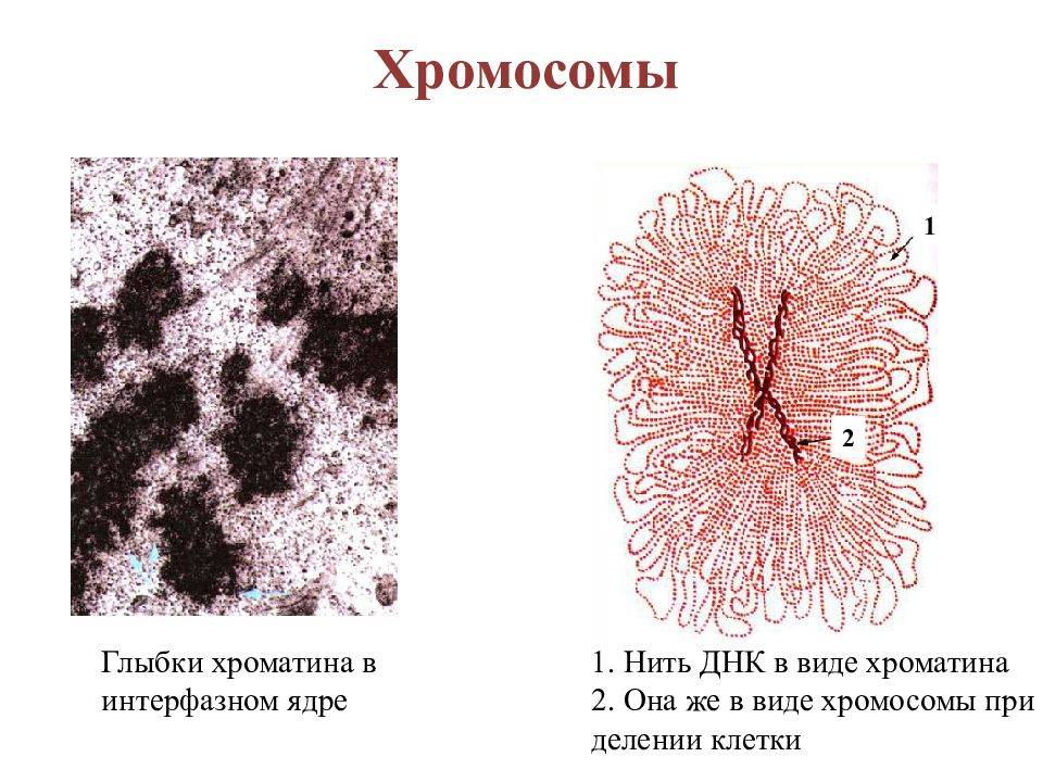 Хромосомы