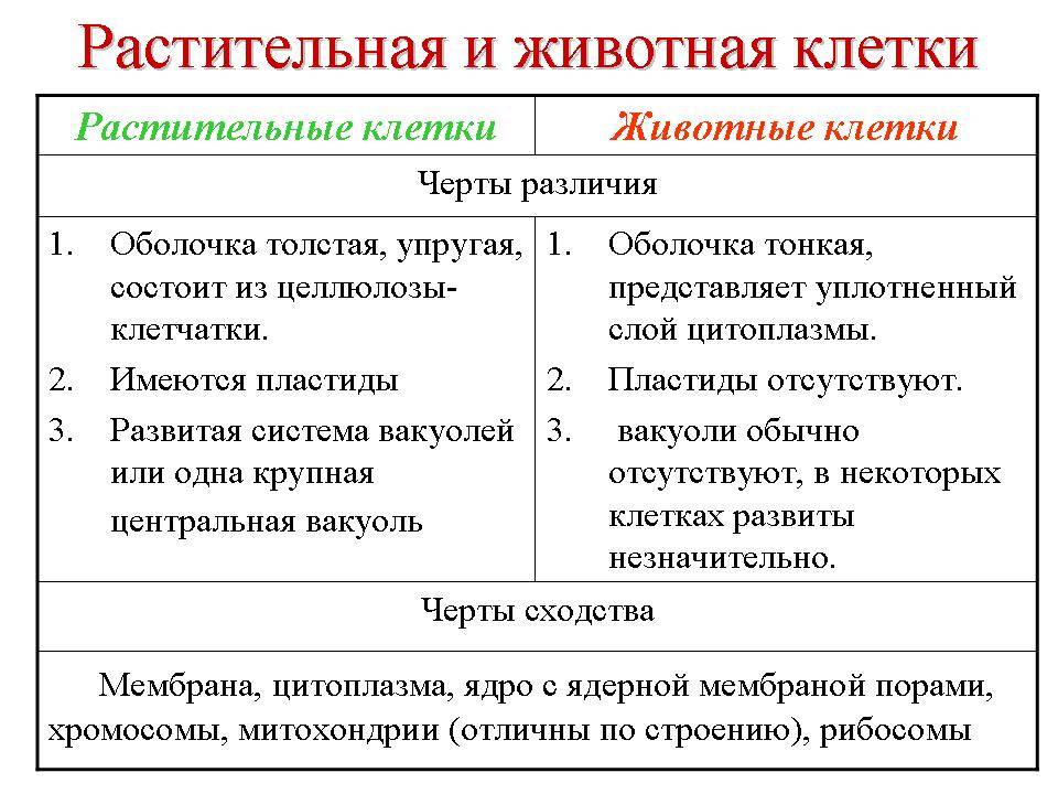 Основные различия растений и животных | student guru