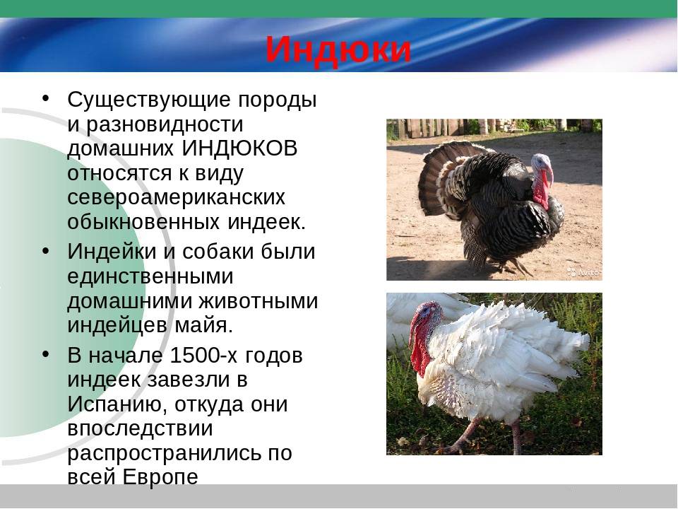 ᐉ как отличить индюка от индюшки - обзор проверенных способов -