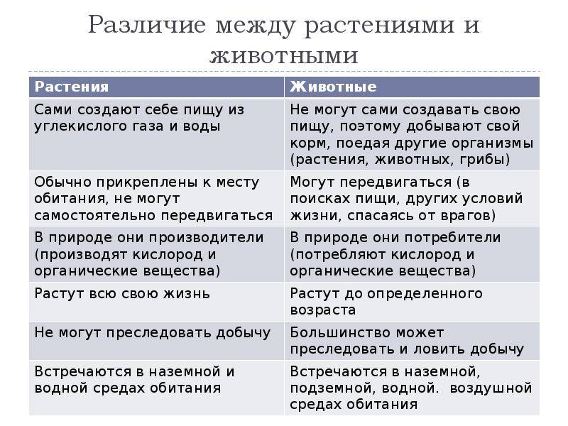 Сравнение животных и растений. отличия и разница между стратегиями развития