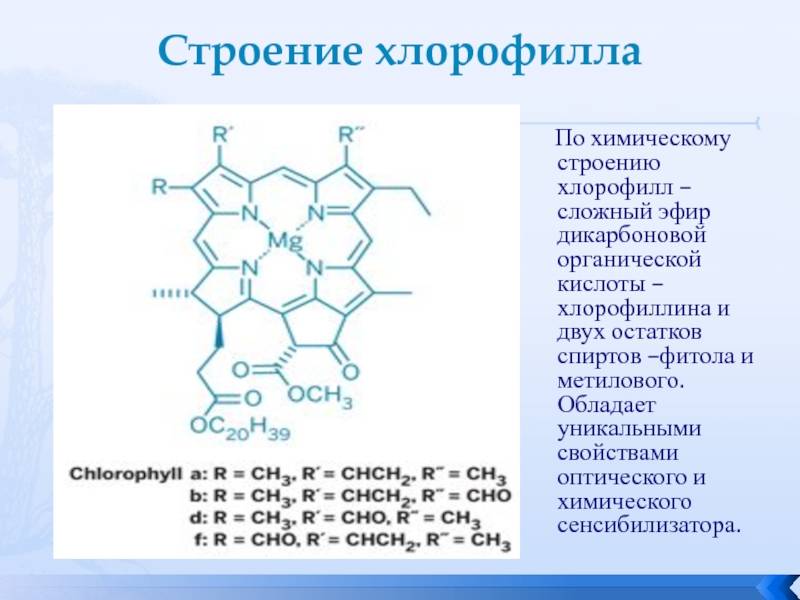Хлорофилл a и b — чем они отличаются?