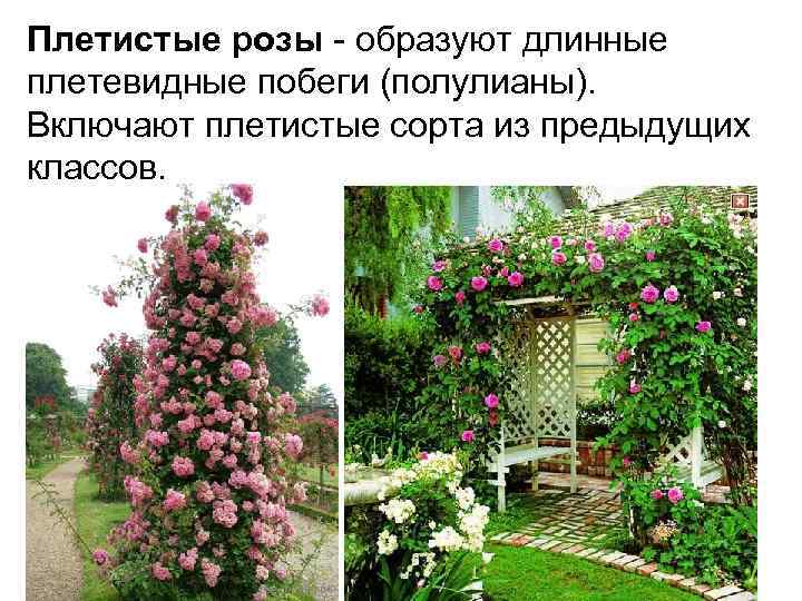 Плетистые розы rambler, climber, climbing в чем отличие