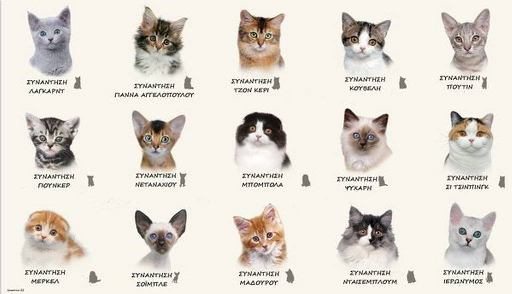 Как видят кошки - цвета, сколько кадров в секунду, как далеко, потусторонний и наш мир