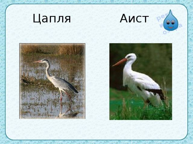 Цапля серая в камыши…. чем отличается аист от журавля
