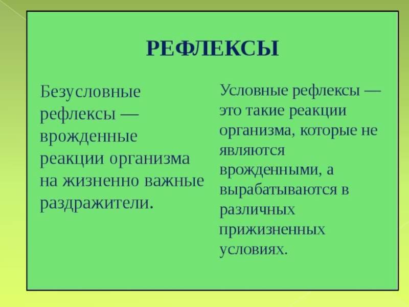 Инстинкты: что это простыми словами / skillbox media