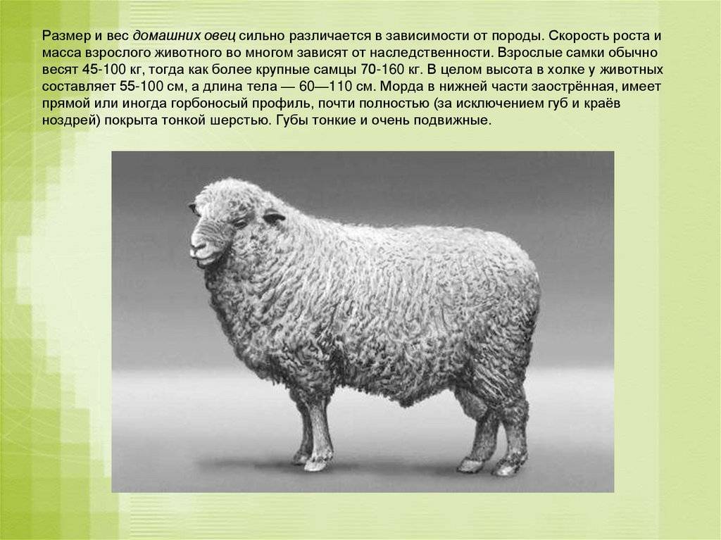 В чем разница между ягненком, овцой, овцой и бараном? - вакансии, информация и новости