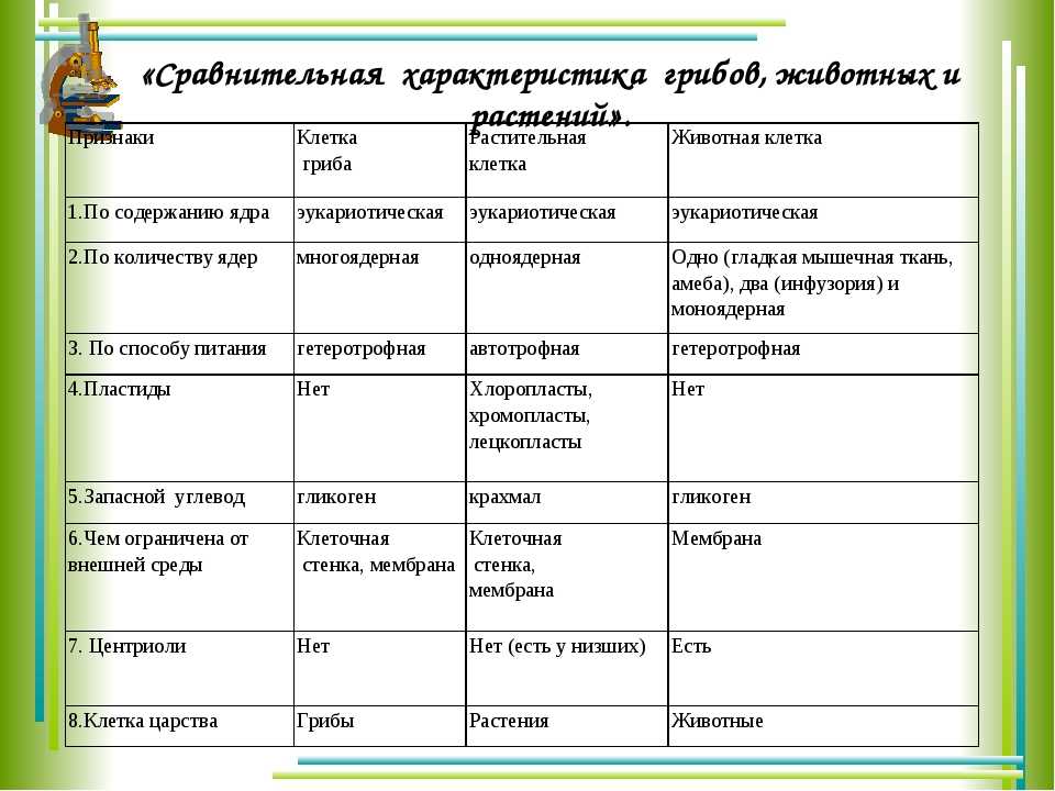 Царство грибов