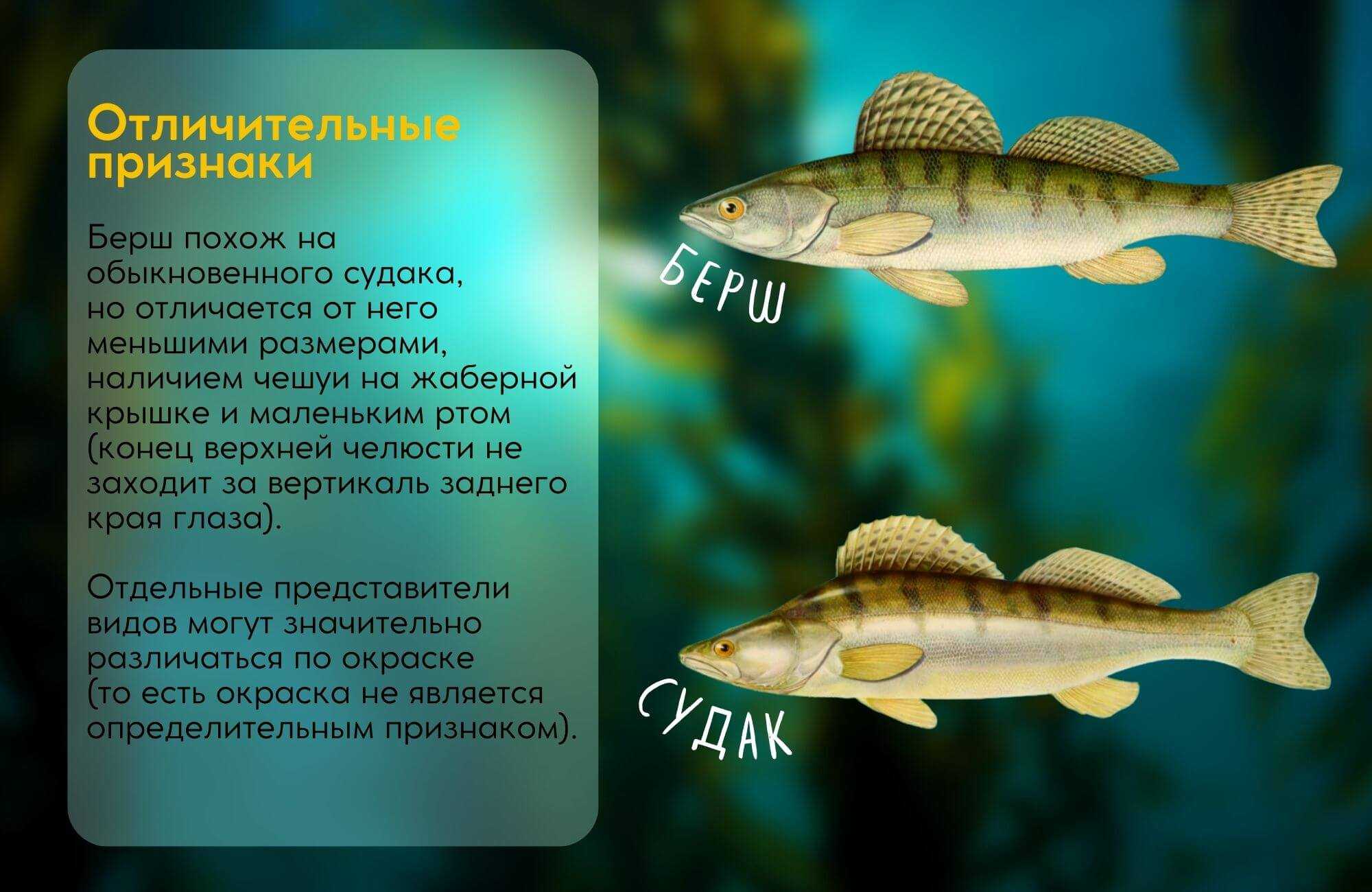 🚩 особенности, позволяющие понять, чем судак отличается от берша