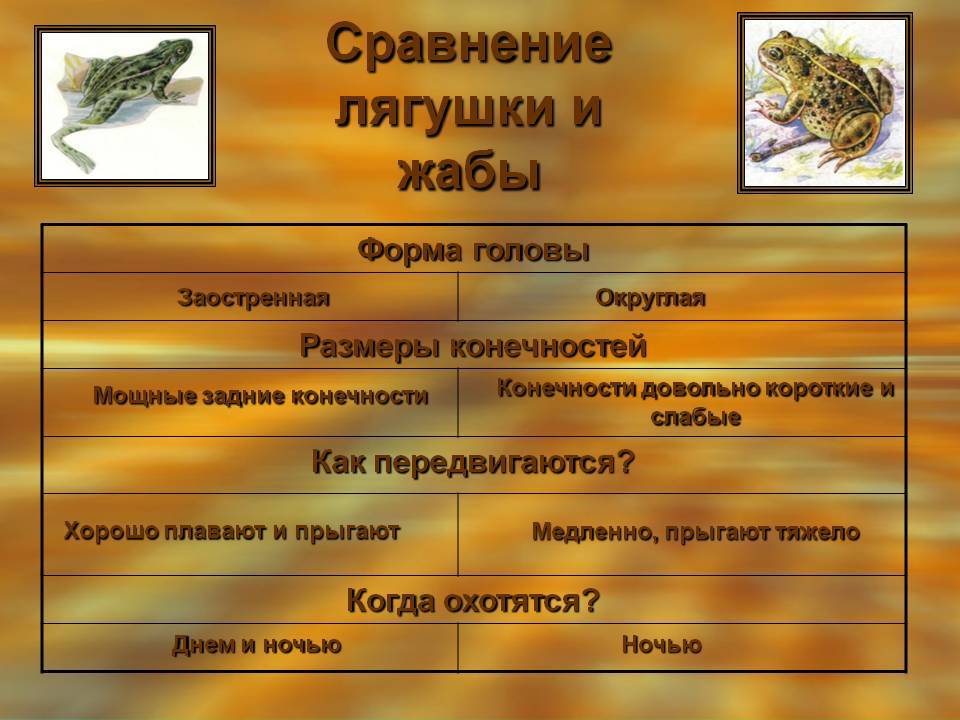 В чем различия лягушки и жабы?