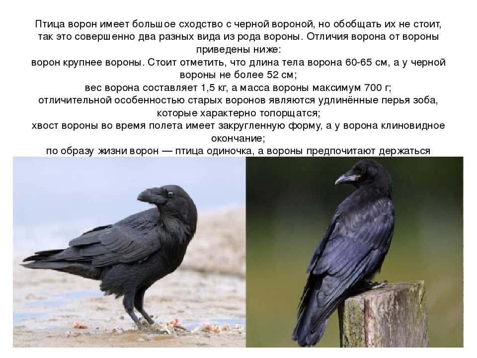 Raven vs crow: difference and comparison