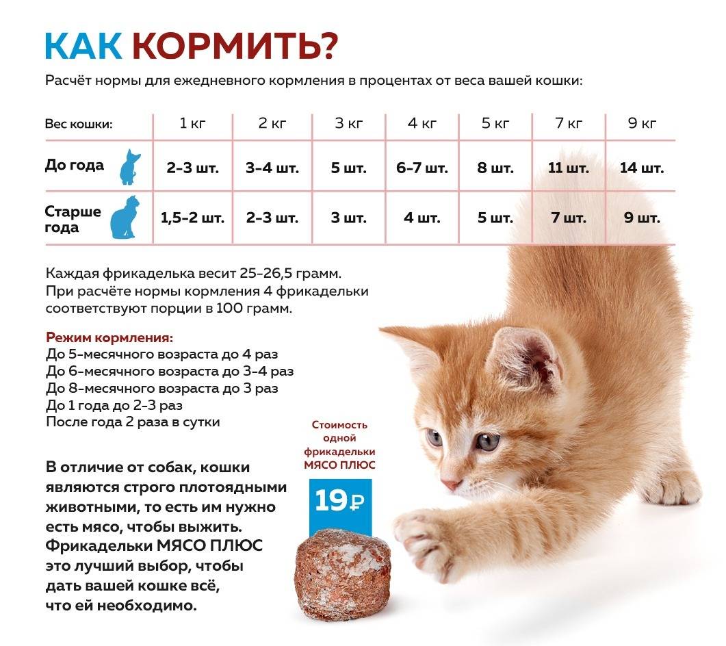 Чем отличается корм для стерилизованных кошек от обычного корма - trade-adopt-me.ru