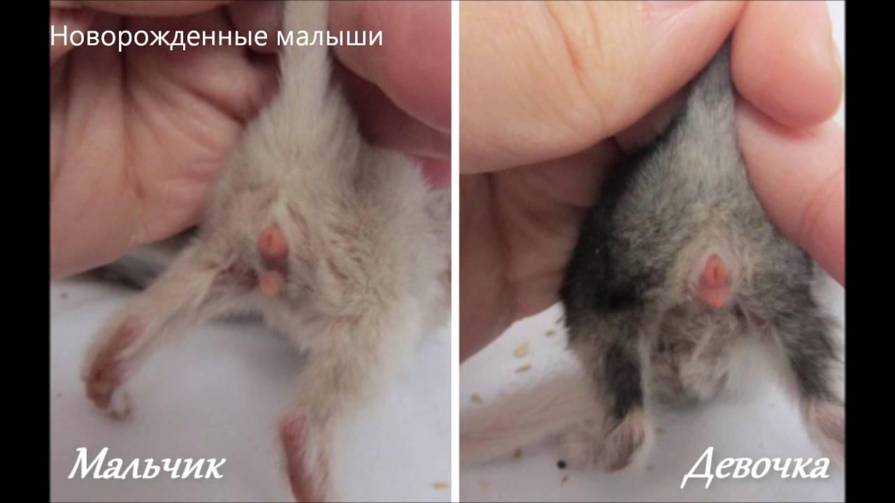 Как определить пол котенка