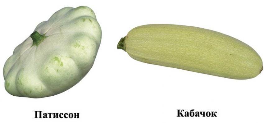 Кабачки, тыквы и патиссоны — лучшие сорта на любой вкус — ботаничка