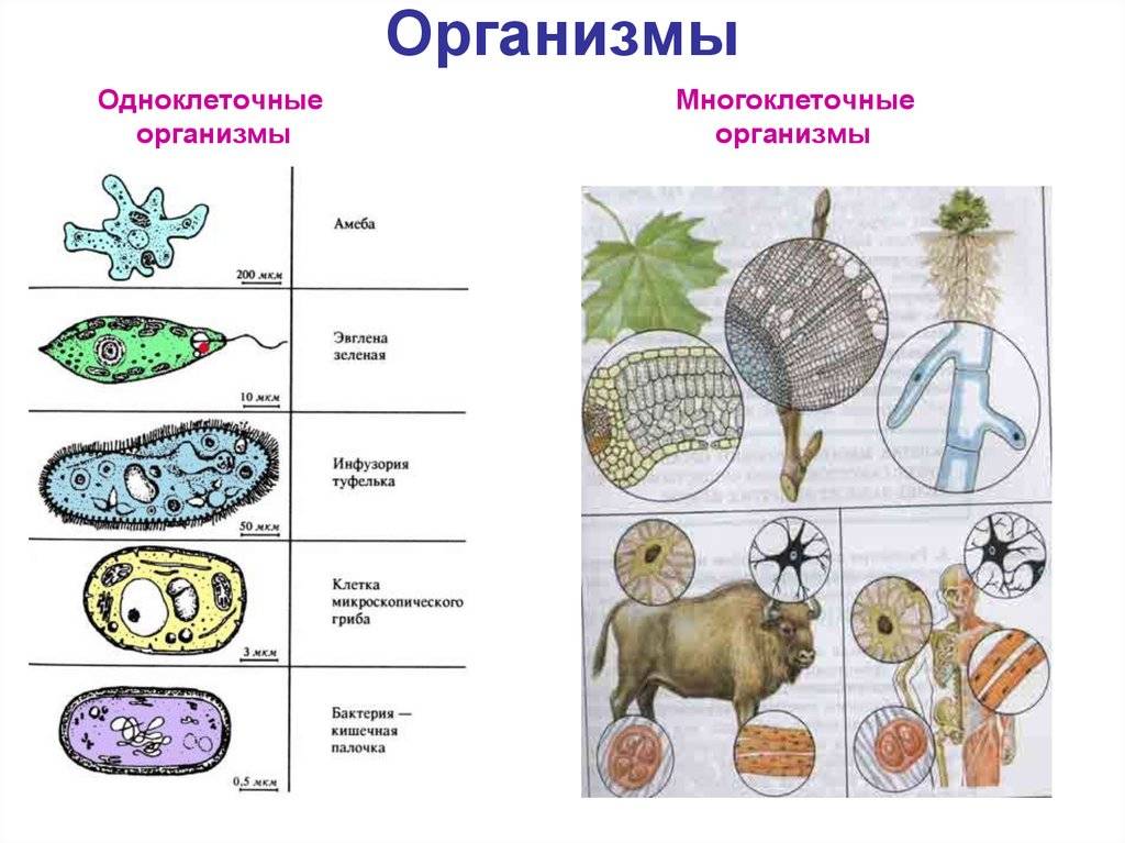 Одноклеточные и многоклеточные организмы: механизмы жизни и размножения