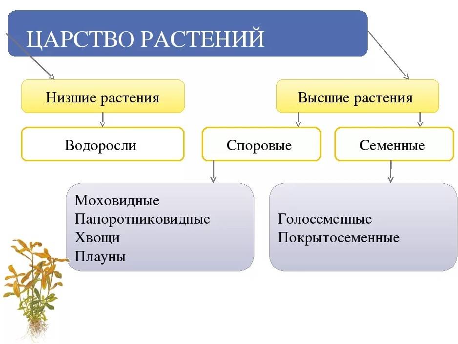 Высшие растения - признаки, характеристика, классификация, отличия