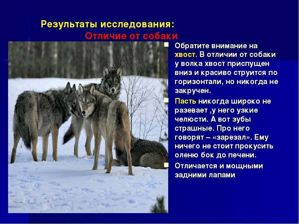 Отличие волка от собаки хвост