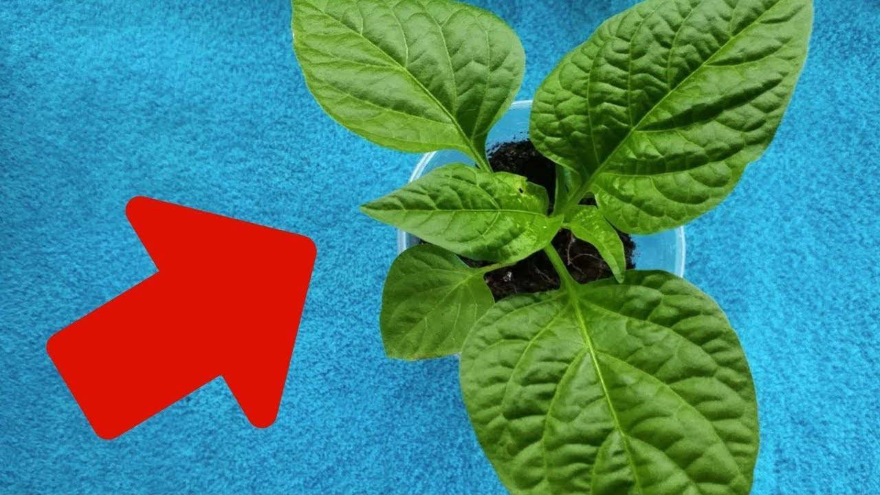 Как отличить рассаду горького перца от сладкого: по внешнему виду, вкусу семян и листьям
