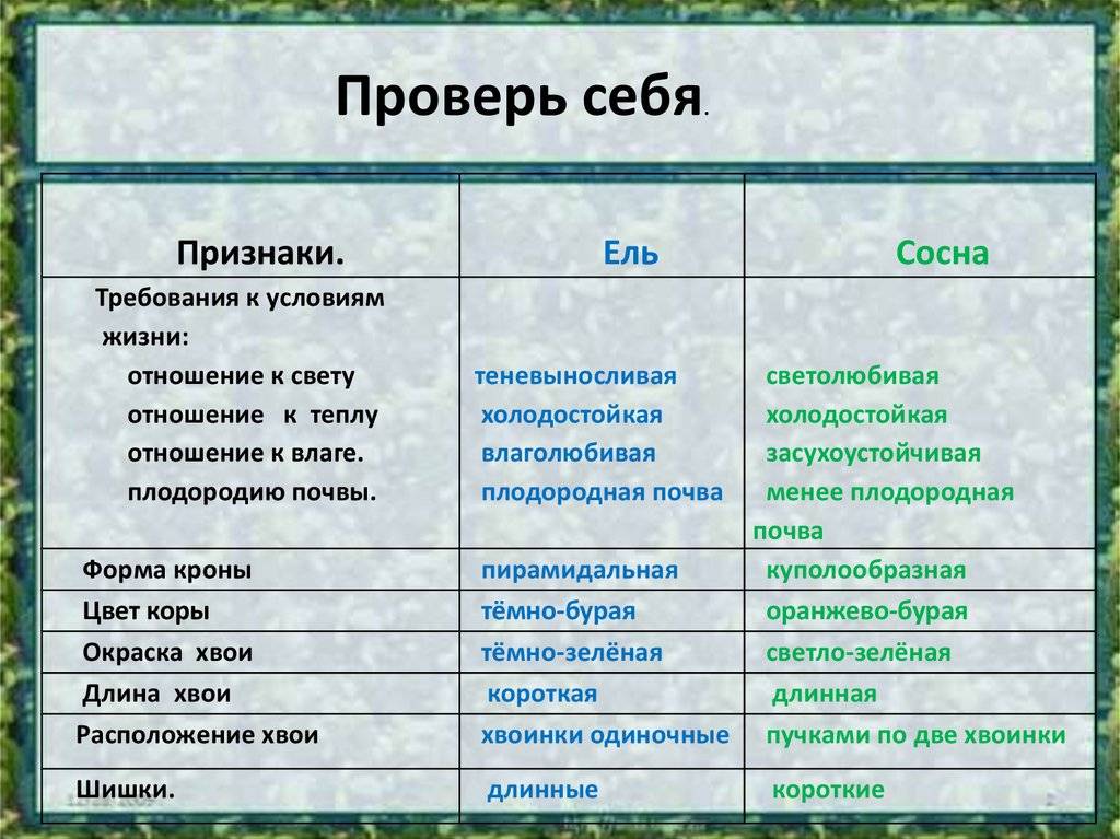 Чем отличается ель от сосны: общие признаки, различия, что лучше, фото