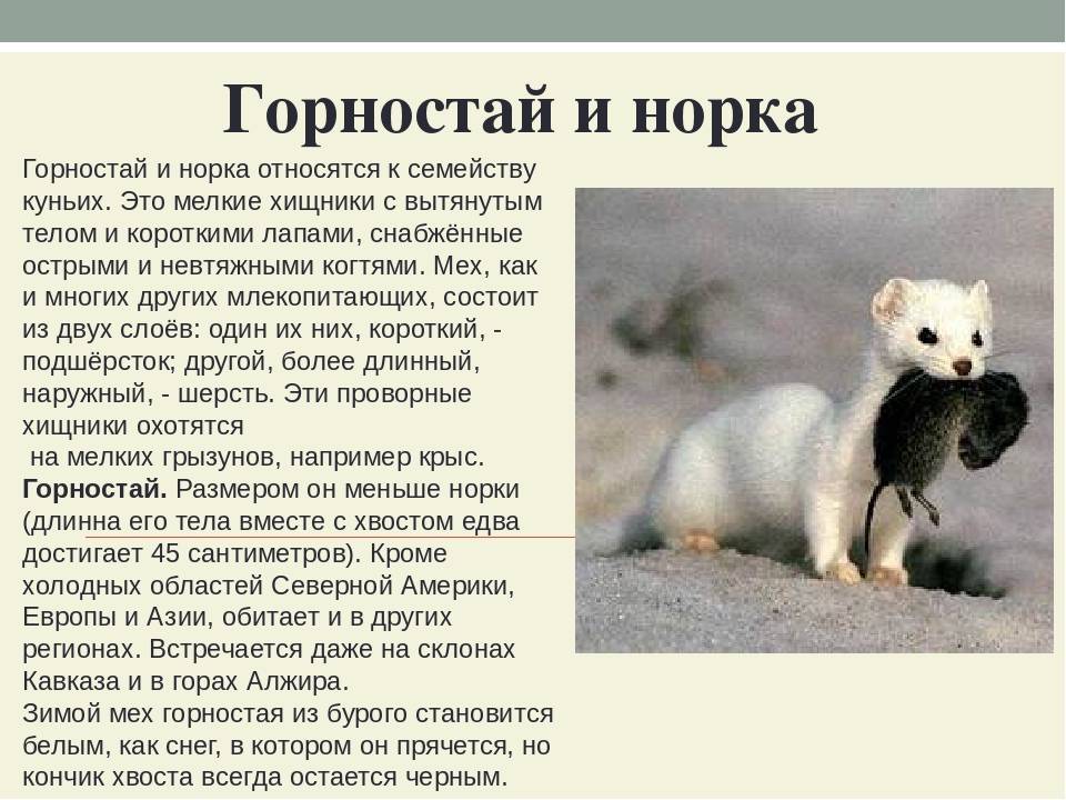 Горностай