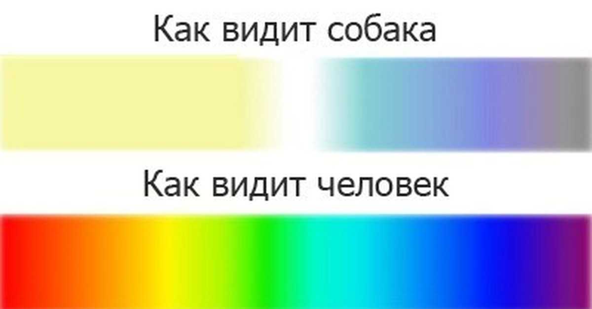 Как собаки видят наш мир, в каком цвете и под каким углом