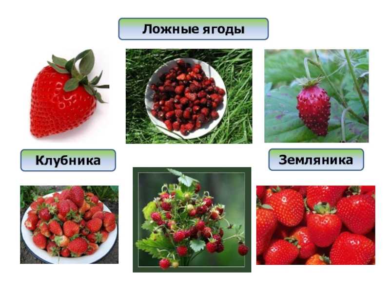 Полезные свойствая ягоды виктории или земляники садовой