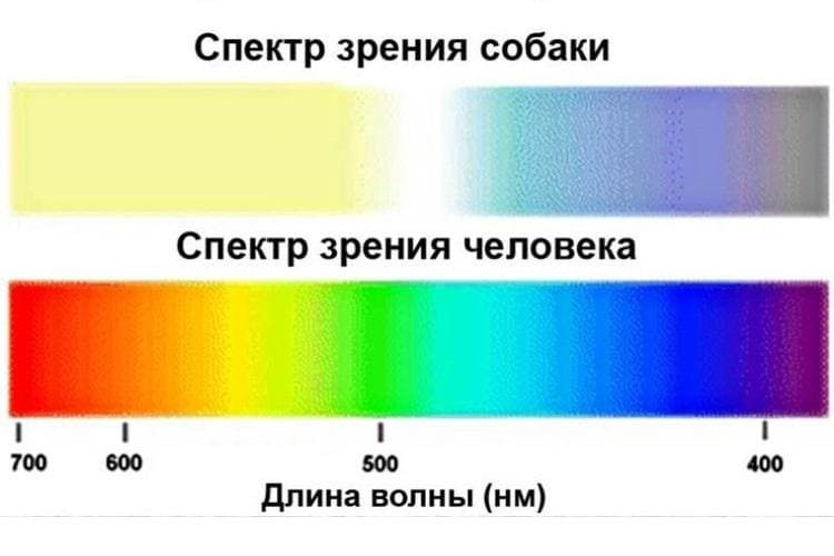 Как собаки видят наш мир: цветовая гамма, угол обзора и другие нюансы, какие могут быть проблемы со зрением у собак