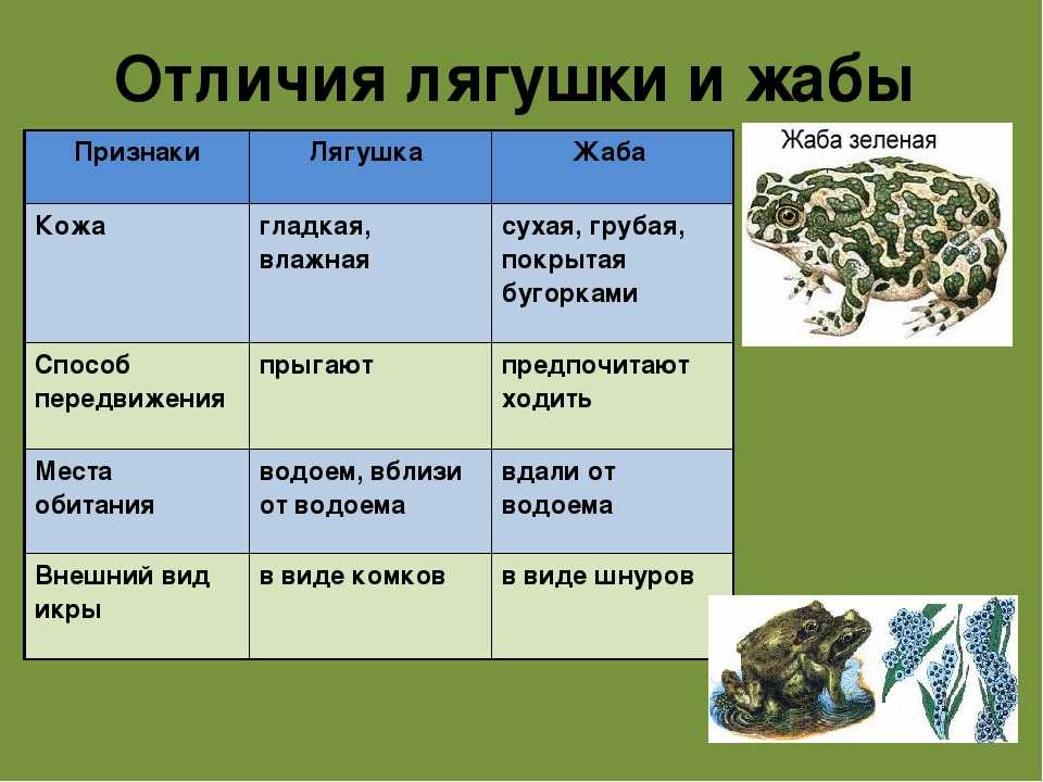 Сравнение жабы и лягушки – основные сходства и различия