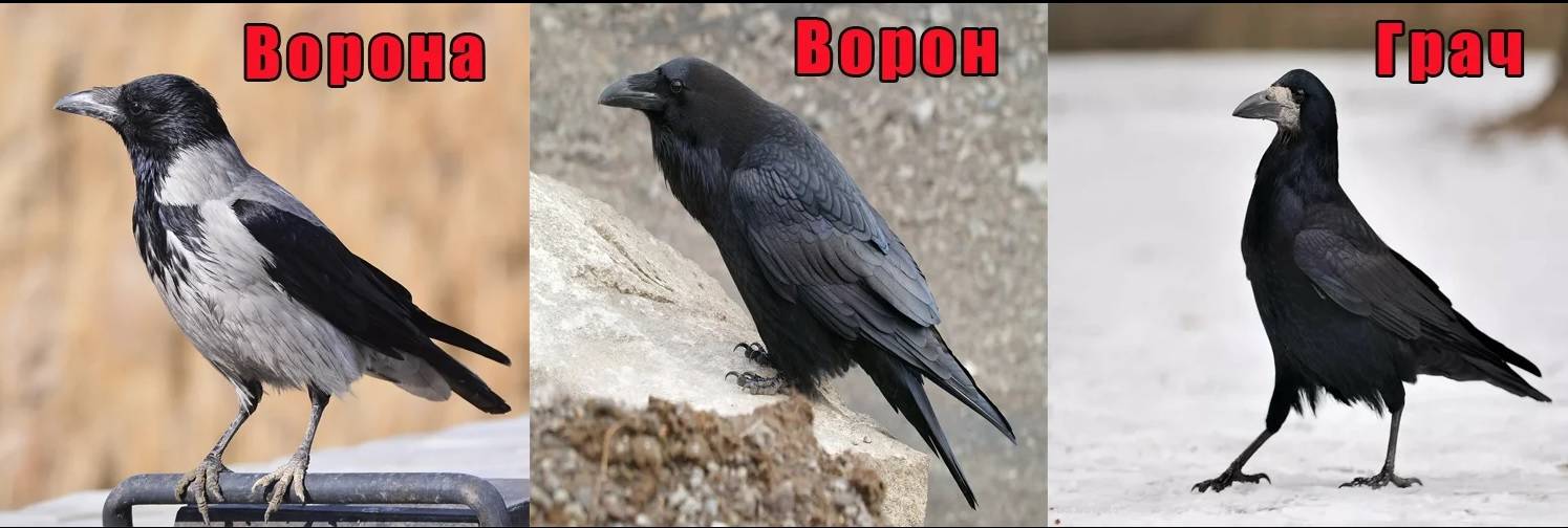 Чем отличаются вóроны от ворóн?